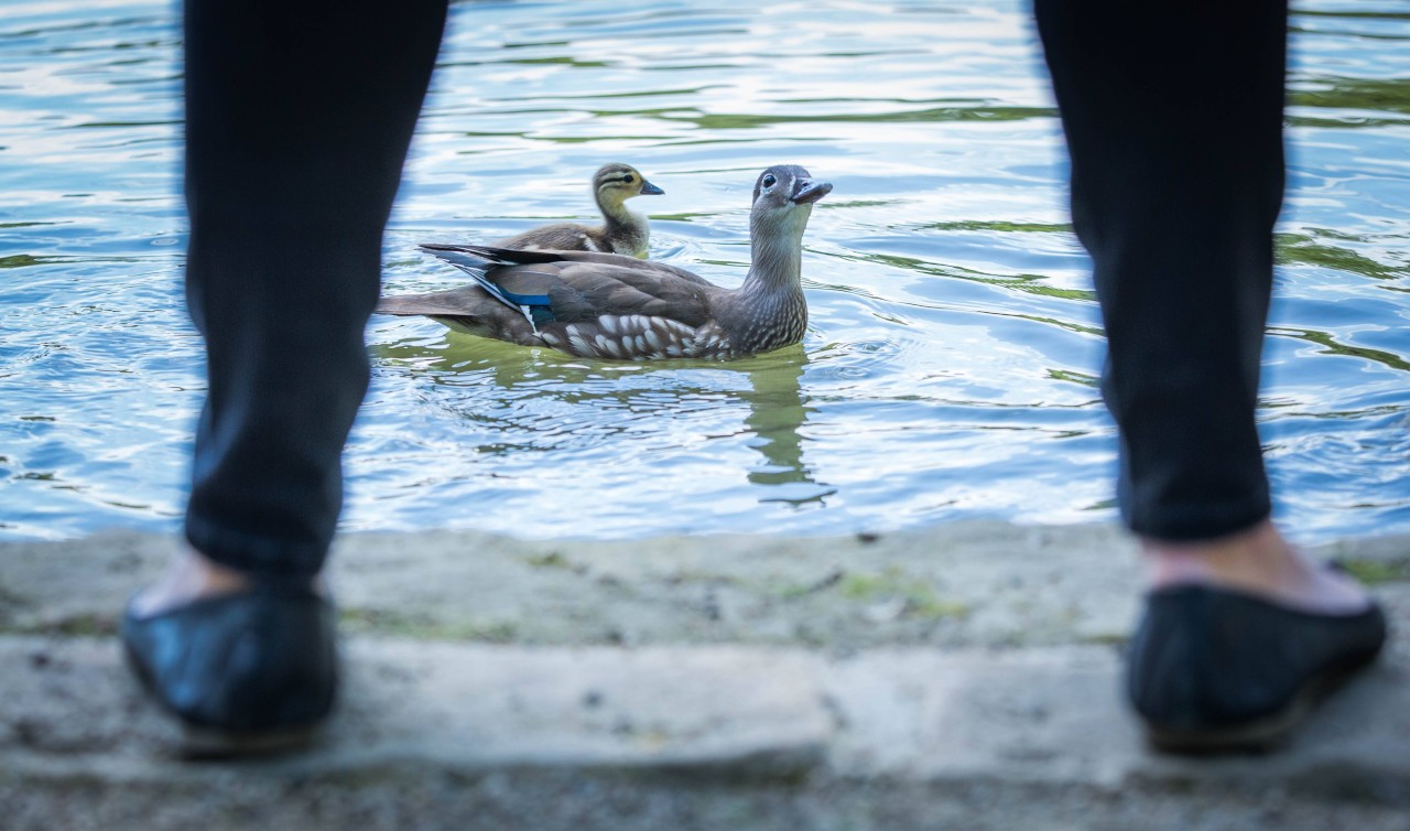 Eine Familie in Hamburg veranlasst besorgte Bürgerin zum Handeln und sorgt für Frust. (Symbolbild)