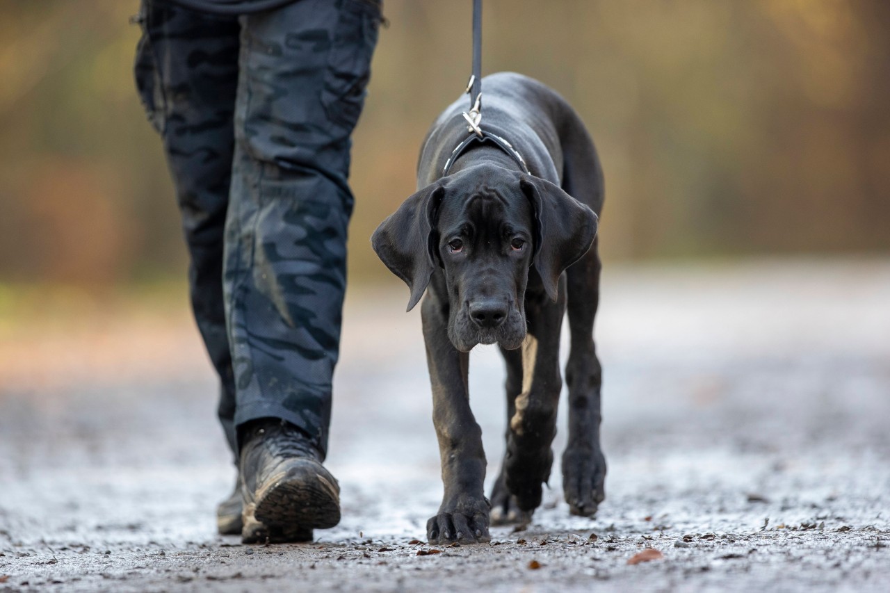 Der NABU rät: Hunde sollten in Hamburg in der nächsten Zeit lieber an der Leine geführt werden. (Symbolbild)