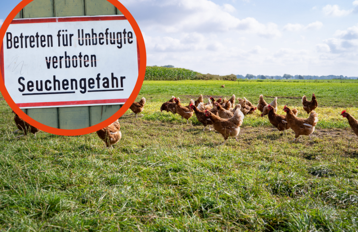 Ostsee Geflügelpest Hunde Schleswig-Holstein Neumünster Kiel Stornmann