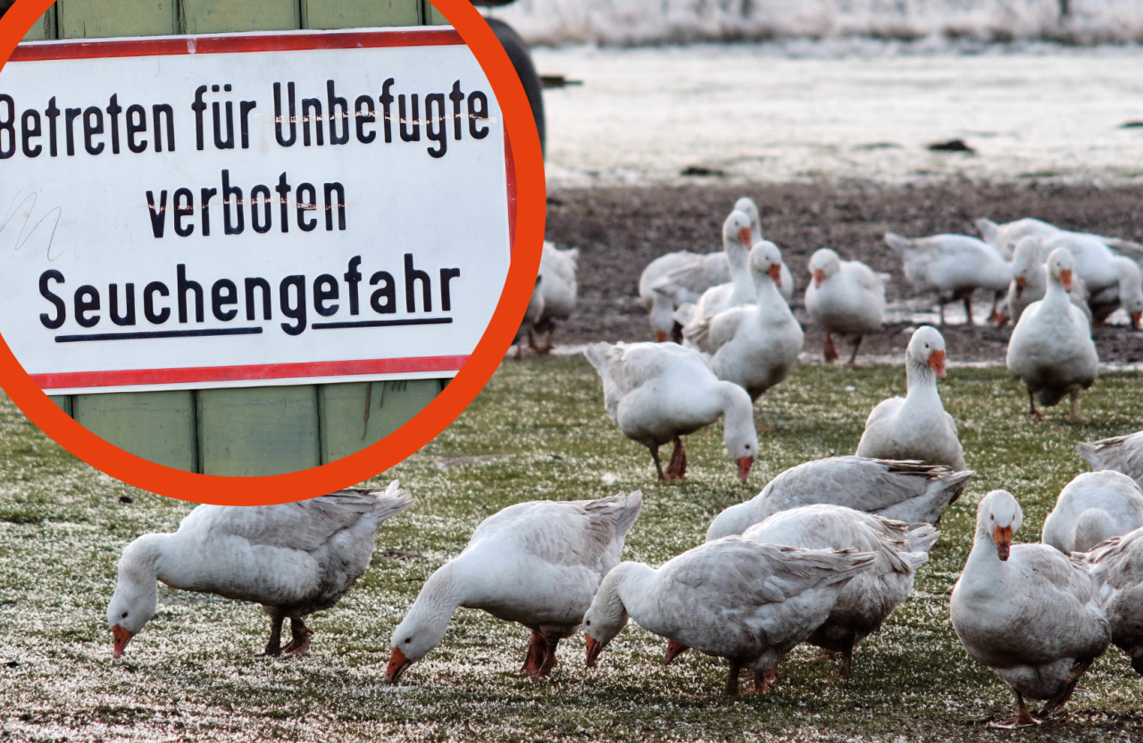 Seuche breitet sich entlang der Ostsee weiter aus. Für die Menschen dort hat das harte Folgen. (Symbolbild)