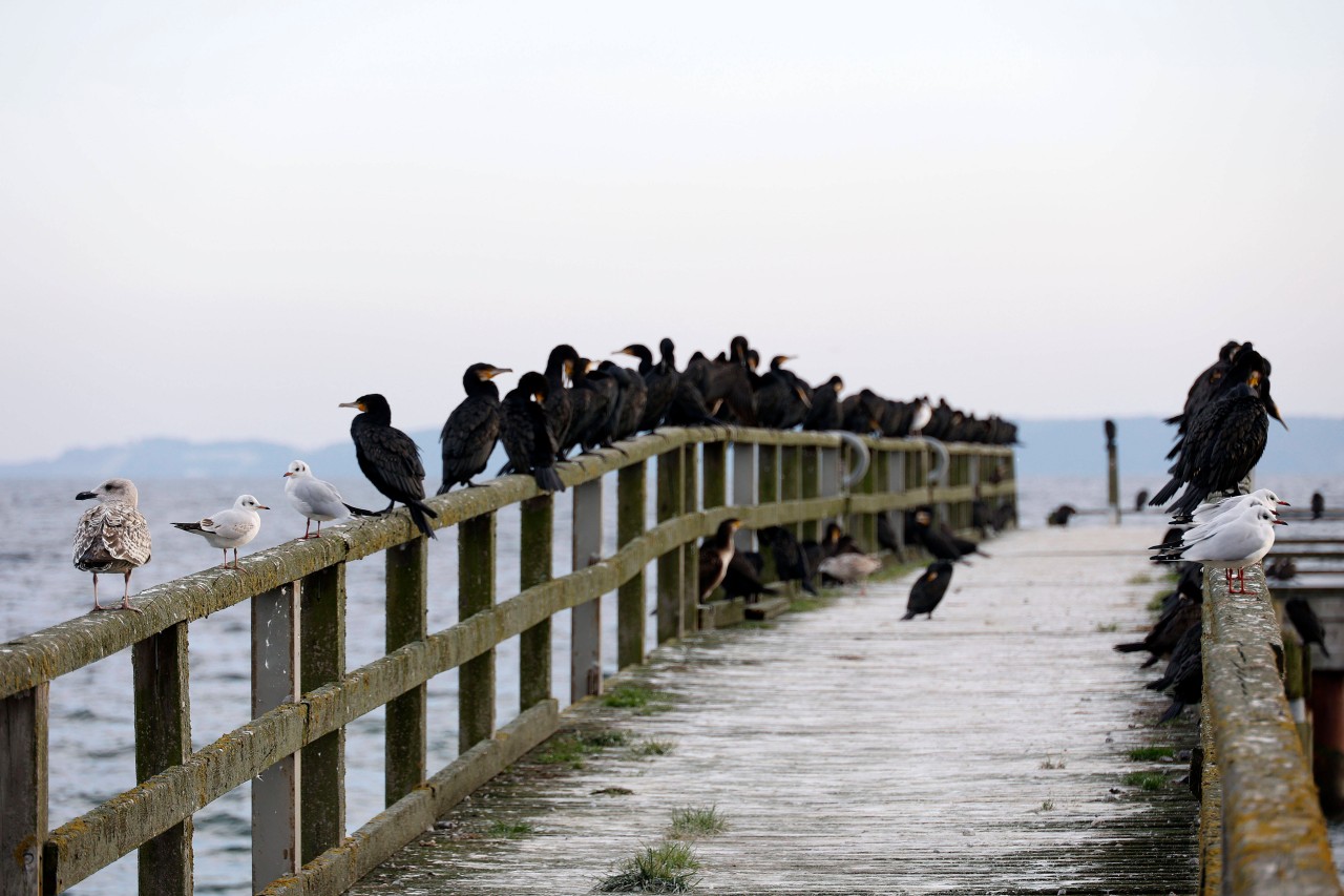 Der Seesteg an der Sassnitzer Standpromenade auf Rügen. 