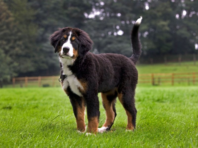 Berner Sennenhund.jpg