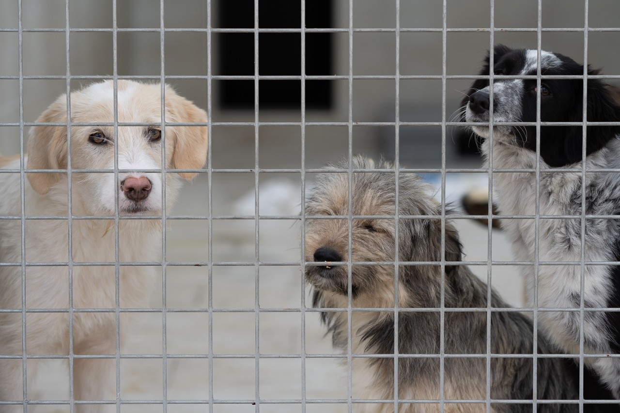 Die Hunde im Tierheim in Elmshorn haben einen Schock erlebt (Symbolbild). 