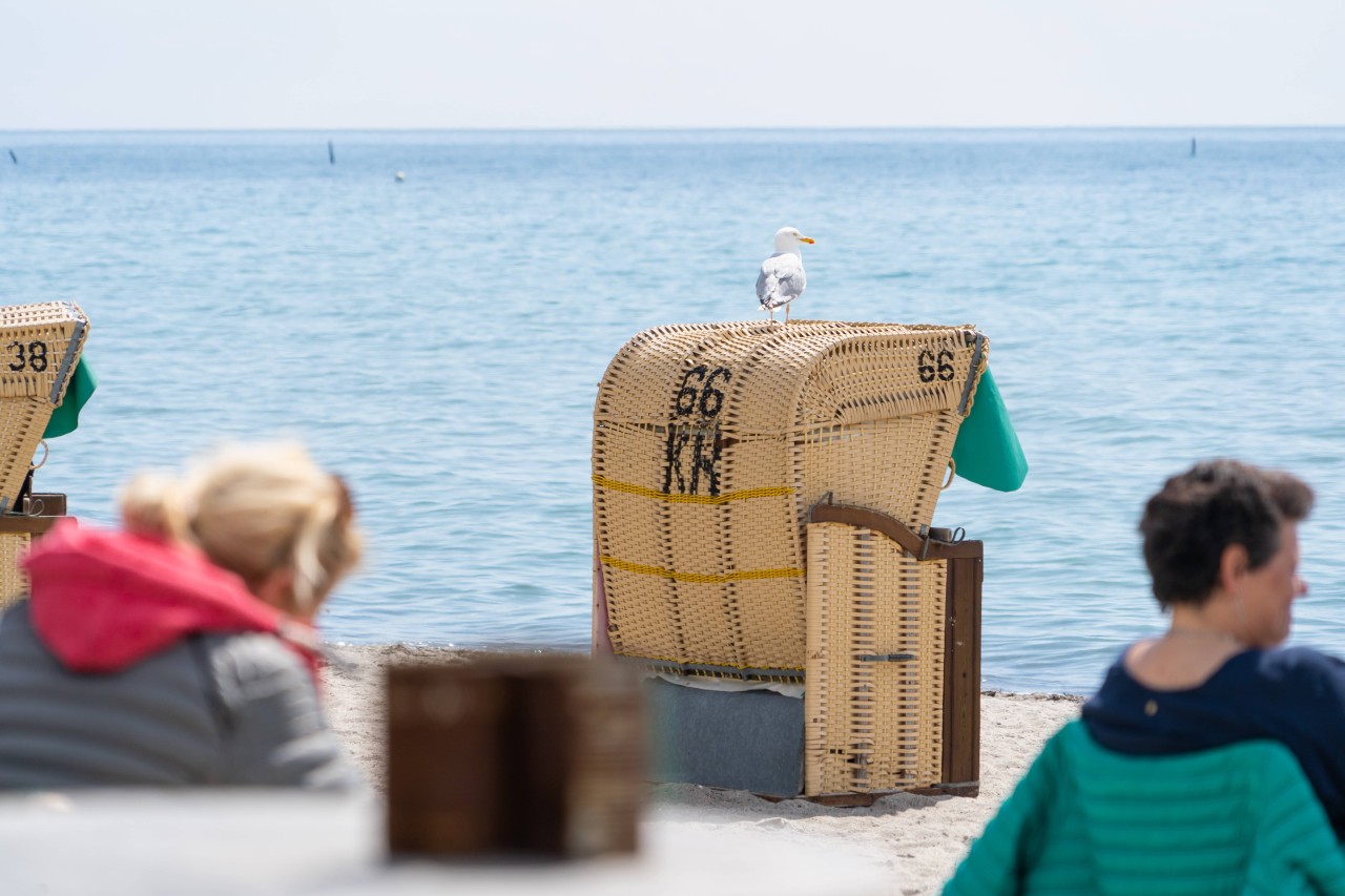 Auf Fehmarn wurde eine traurige Entdeckung gemacht. Das hat jetzt Konsequenzen (Symbolbild). 