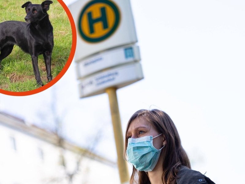 Flensburg Hund.jpg