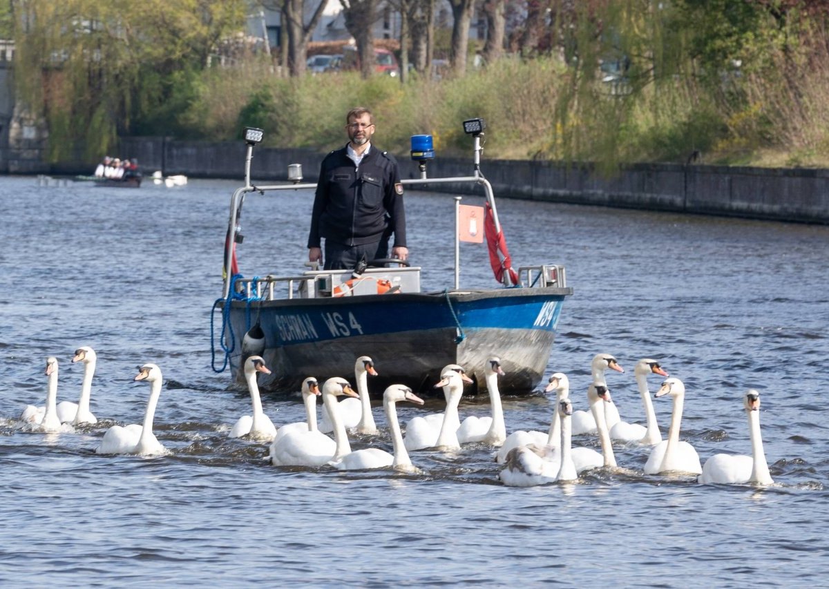 Hamburg-Alsterschwäne.jpg