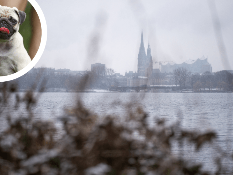 Hamburg Bürgerschaft Grüne Facebook