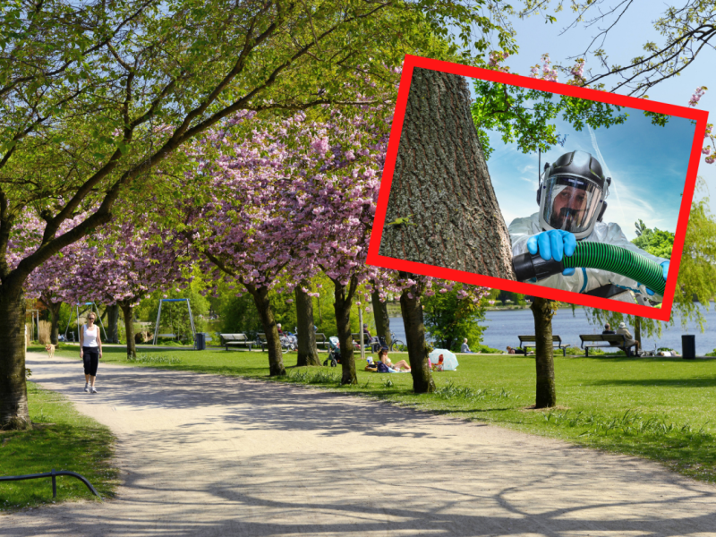 Hamburg Eichenprozessionsspinner Warnung.png