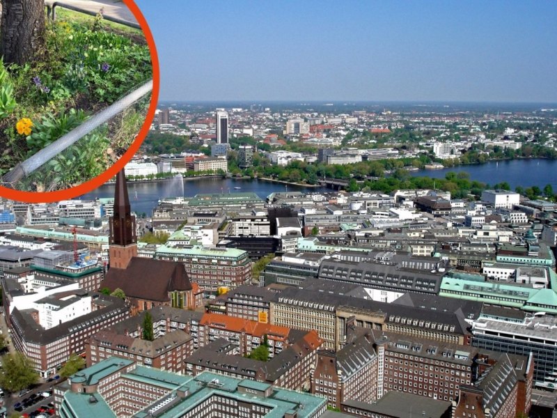 Hamburg Frau.jpg