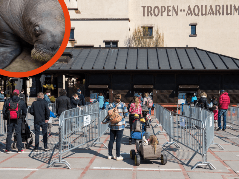 Hamburg Hagenbeck Walross Odin