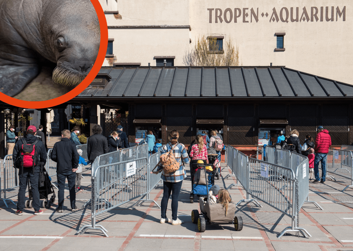 Hamburg Hagenbeck Walross Odin