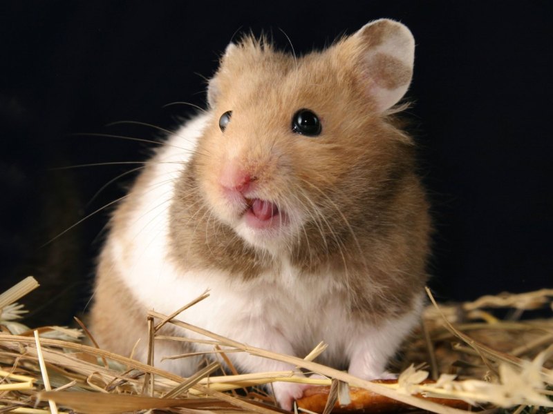 Hamburg-Hamster.jpg
