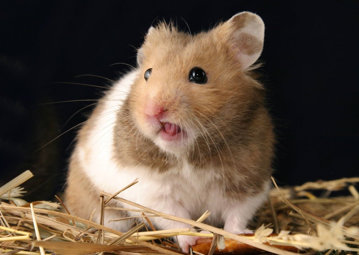 Hamburg-Hamster.jpg