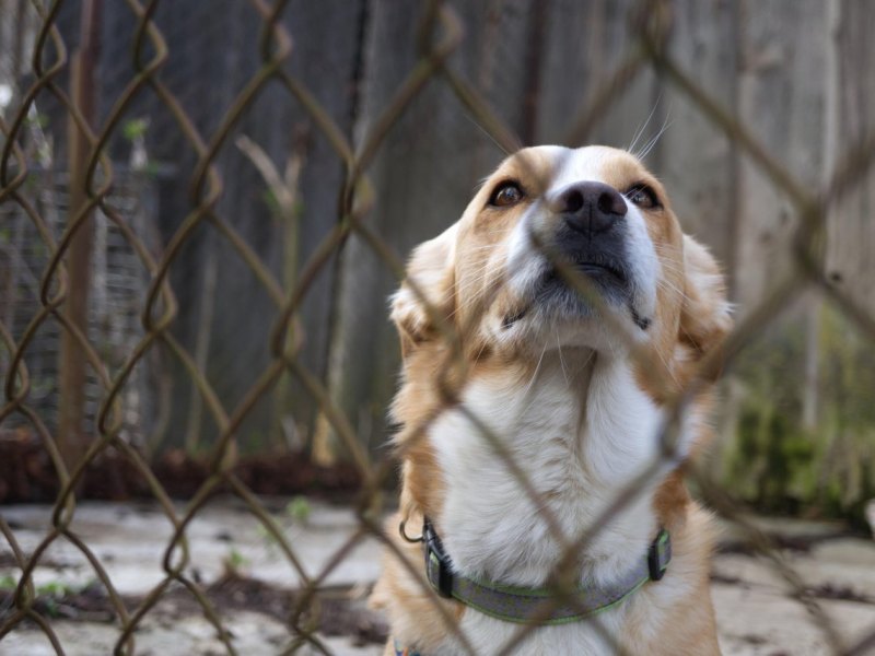 Hamburg Haustier Katze Hund Tierheim Corona Urlaub HTV Lockdown