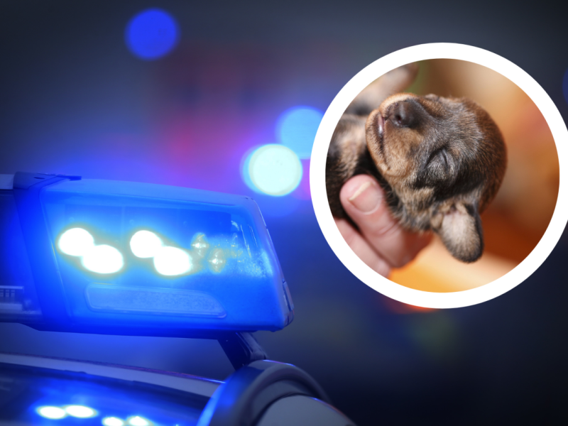 Hamburg Hundewelpen Polizei Tierheim.png