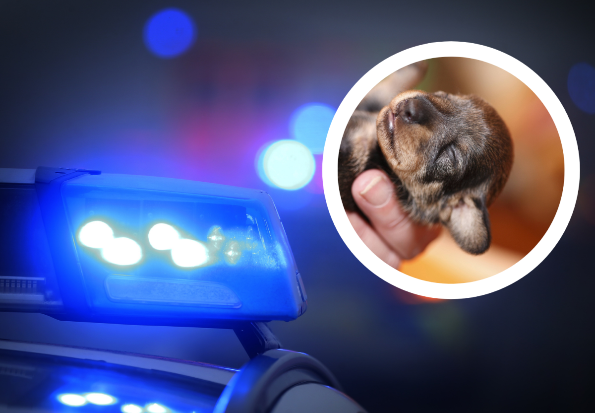 Hamburg Hundewelpen Polizei Tierheim.png