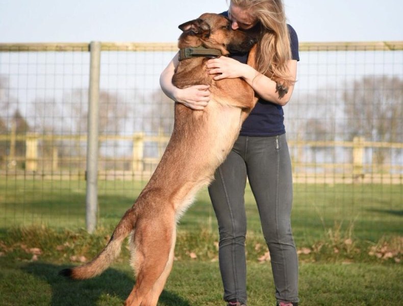 Hamburg Malinois Diensthund Schäferhund Instagram