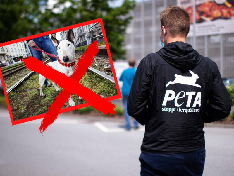 Hamburg-Peta.png