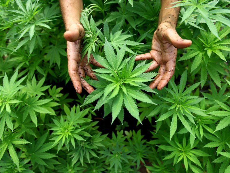 Hamburg SPD Grüne Cannabis Legalisierung Koalitionsverhandlungen.jpg