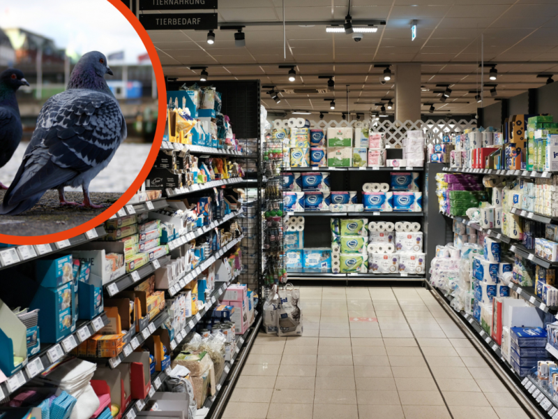 Hamburg Supermarkt Taube Fütterungsverbot Lockdown Twevle Monkeys Innenstadt