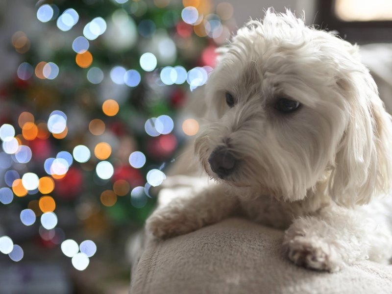 Hamburg Tierheim Tierschutzverein Süderstraße Weihnachten Corona Hunde Welpen Vermittlungsstopp