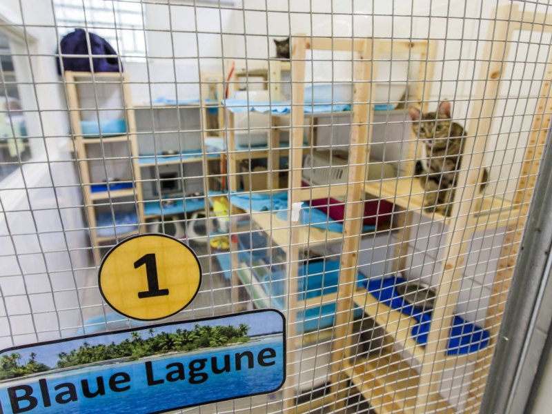 Hamburg Tierschutzverein Tierheim Katzen Hund Streunerkatzen Senat Katzenschutzverordnung