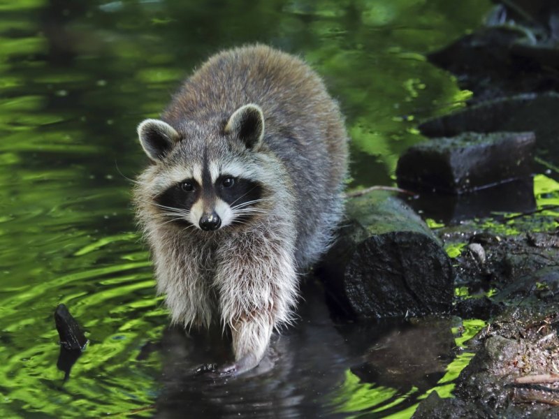 Hamburg Waschbär Tierheim.jpg
