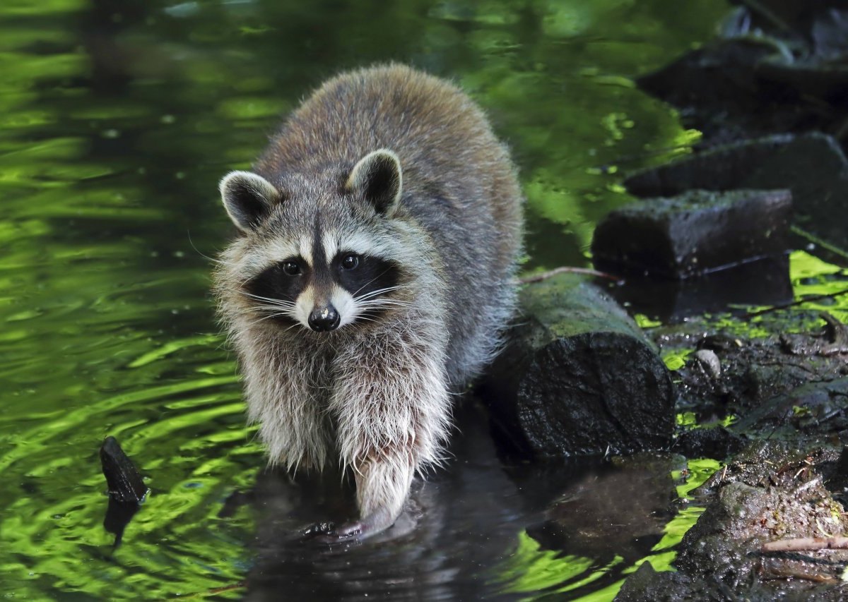 Hamburg Waschbär Tierheim.jpg