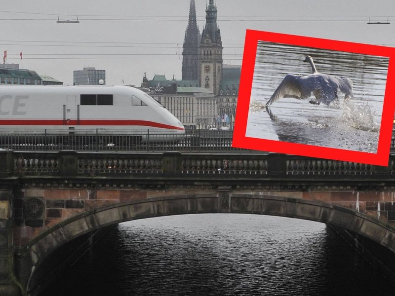 Hamburg schwan.jpg