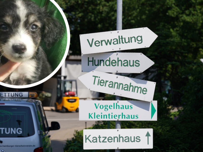 Hund Elvis.png