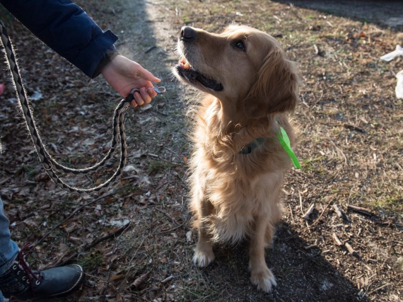 Hund Hamburg.jpg