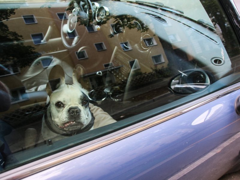 Hund Hamburg Auto.jpg
