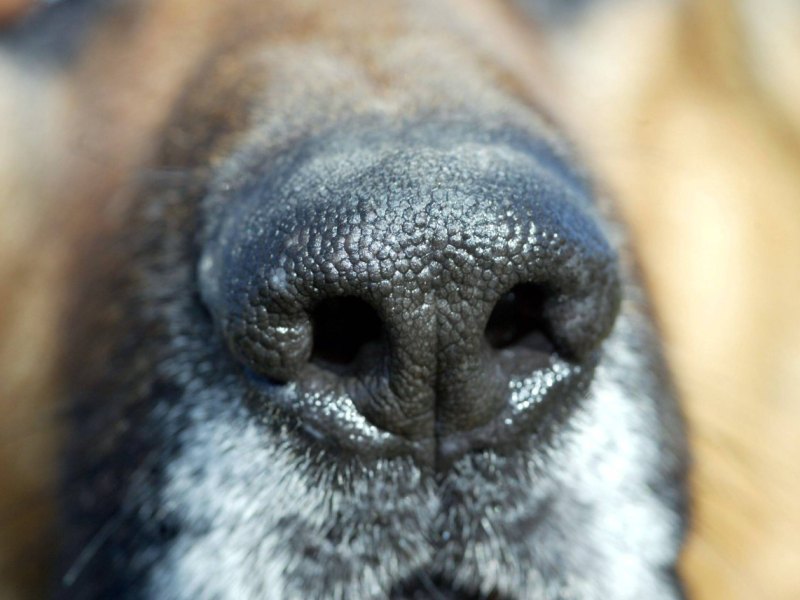 Hund Hamburg Nase Schimmel.jpg
