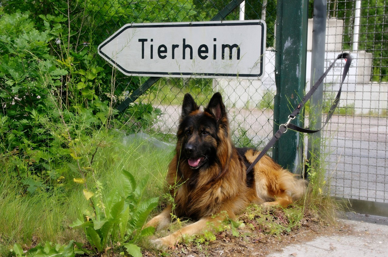 In Hamburg stoppte ein Tierheim die Vermittlung (Symbolbild) 