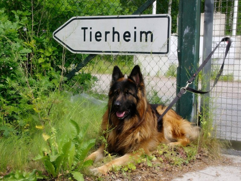 Hund Hamburg Tierheim.jpg