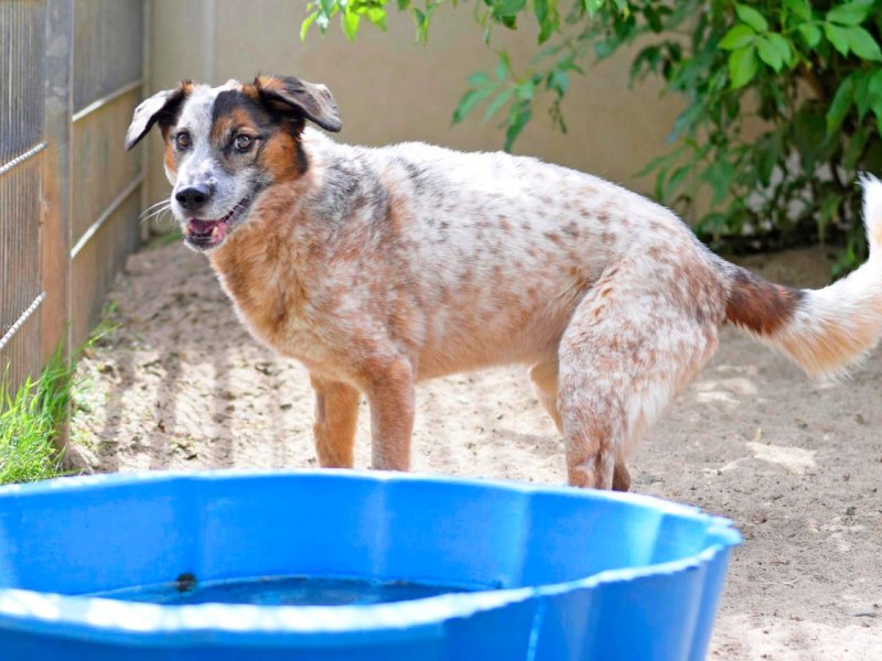 Hund Hamburg Tierschutzverein Tierheim Tierquälerei