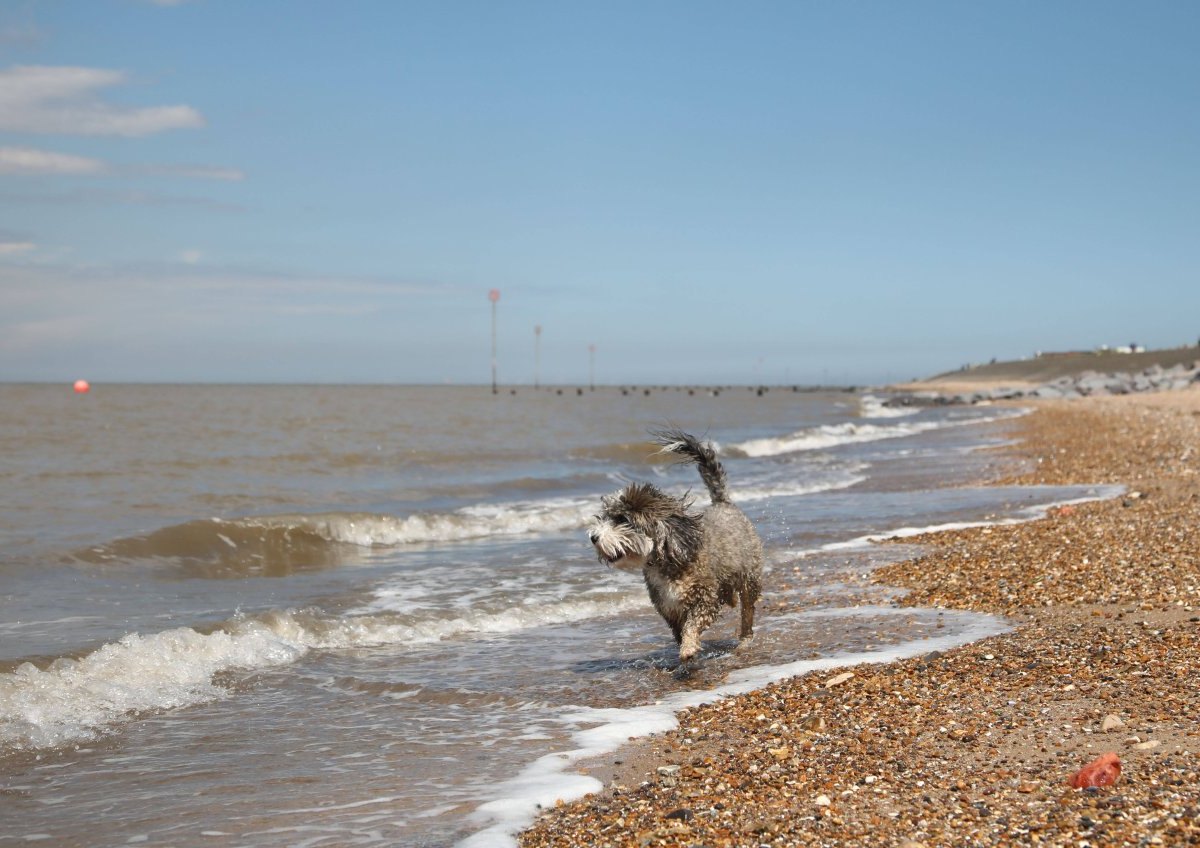 Hund Sylt.jpg