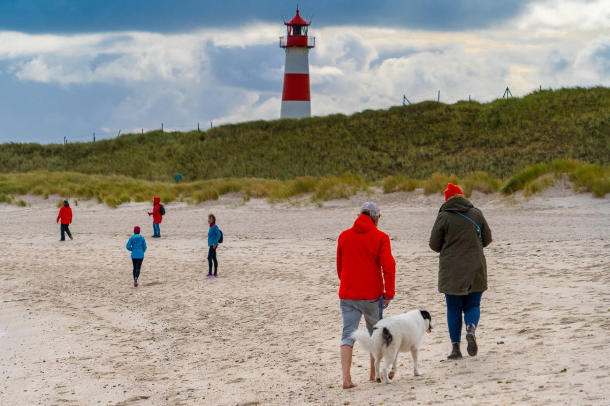 Hund Sylt.jpg