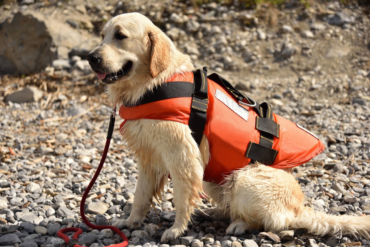 Ein trauriger Verlust: Der Hund half bei vielen Einsätzen mit, Menschen auf Sylt das Leben zu retten (Symbolbild).