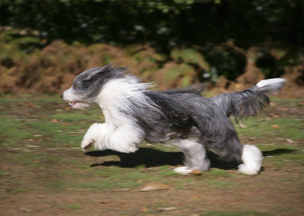 Hund aus Schleswig-Holstein.jpg