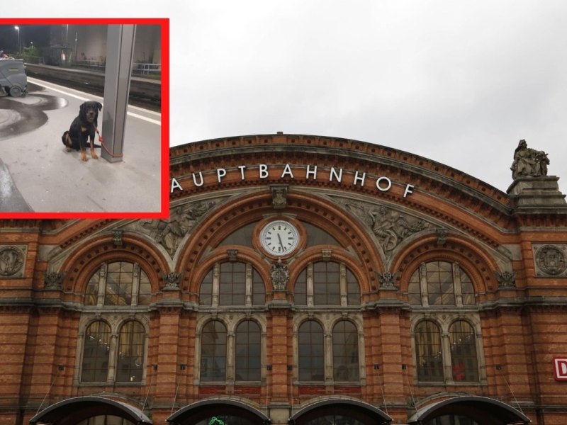 Hund in Bremen .jpg