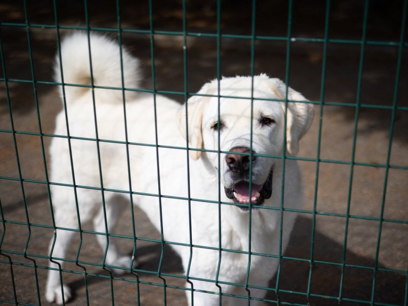 Hund in Hamburg Ebay Hamburger Tierschutzverein HTV Welpenhandel Polizei