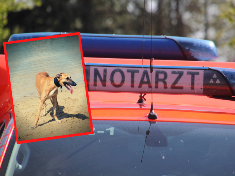 Hund in Hamburg Tier Notruf Notarzt.png