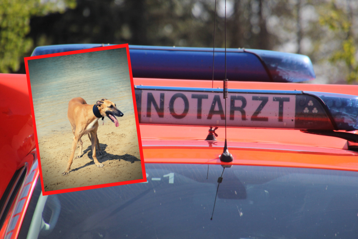 Hund in Hamburg Tier Notruf Notarzt.png