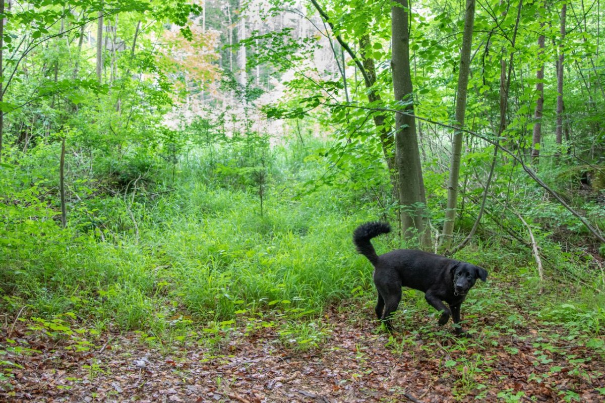 Hund in Hamburg Wilhelmsburg Bombe.jpg