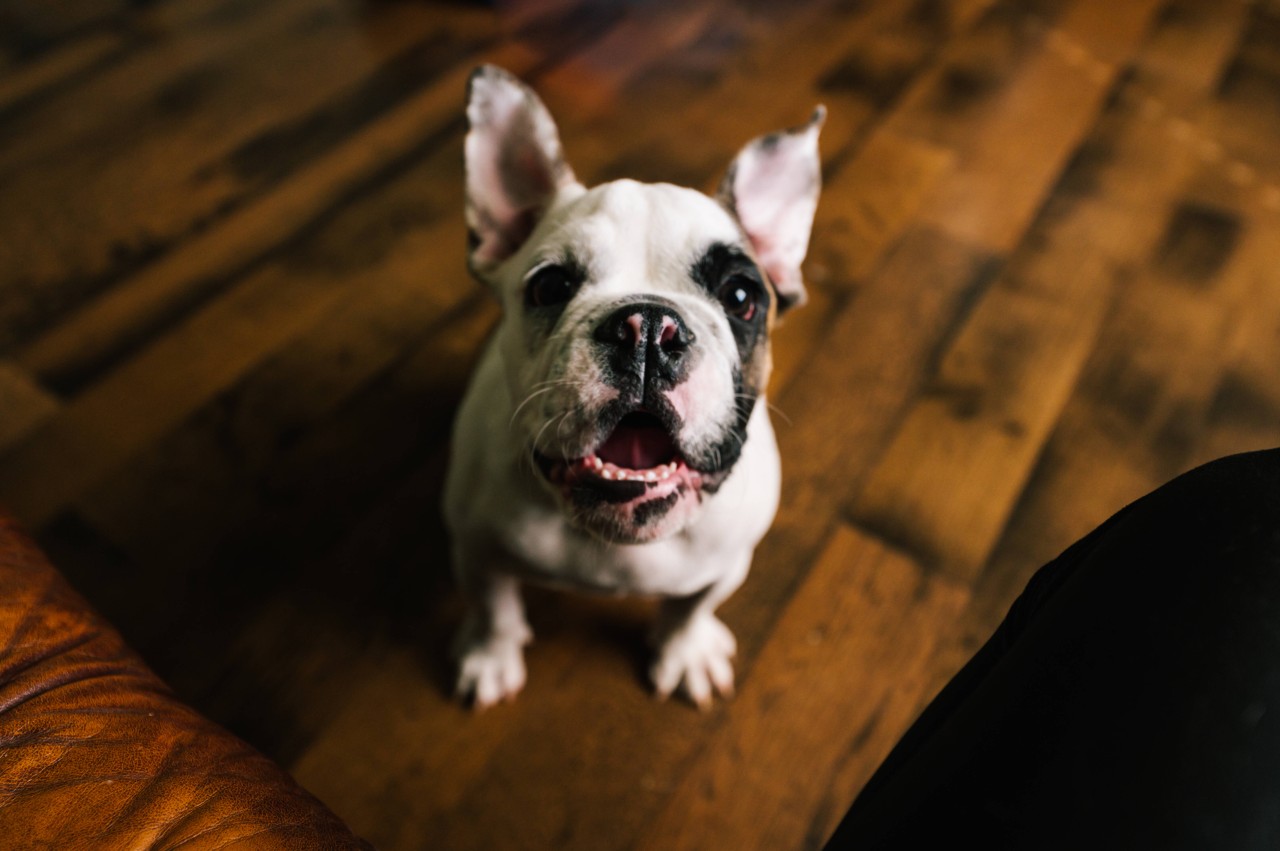 Kiel: „Bella“ ist eine Old English Bulldog