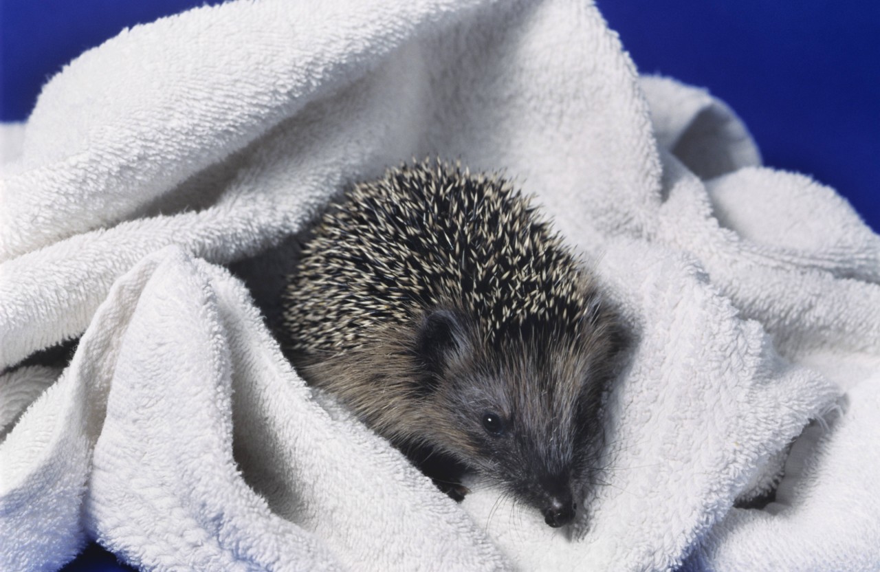 Unterkühlte Igel kann man mit Hilfe von Wärmeflaschen und Handtüchern wärmen.