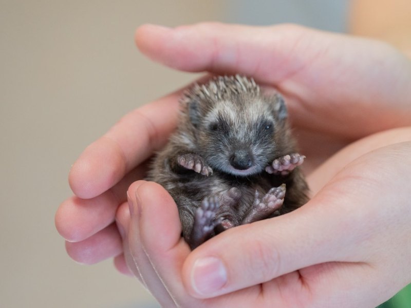 Kiel Igel Tiere Cuxhaven Winterschlaf Not WWF Tierarzt Facebook