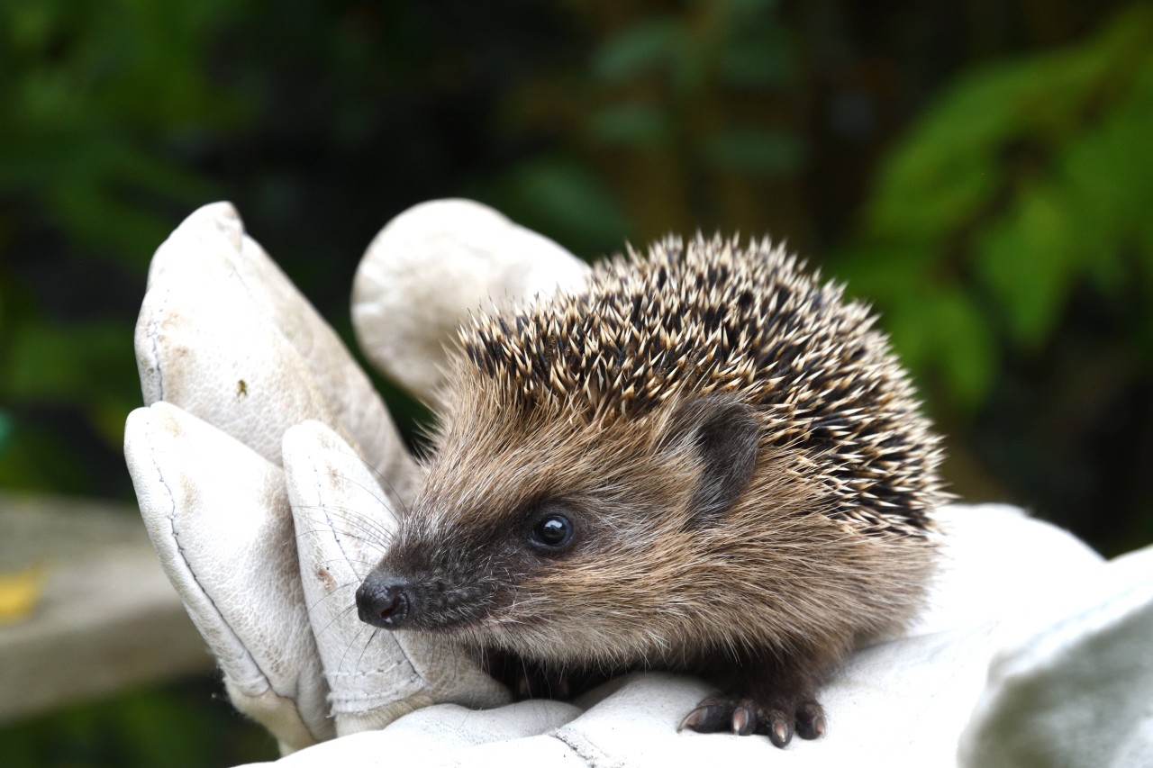 In Kiel benötigen aktuell besonders viele Igel Hilfe.