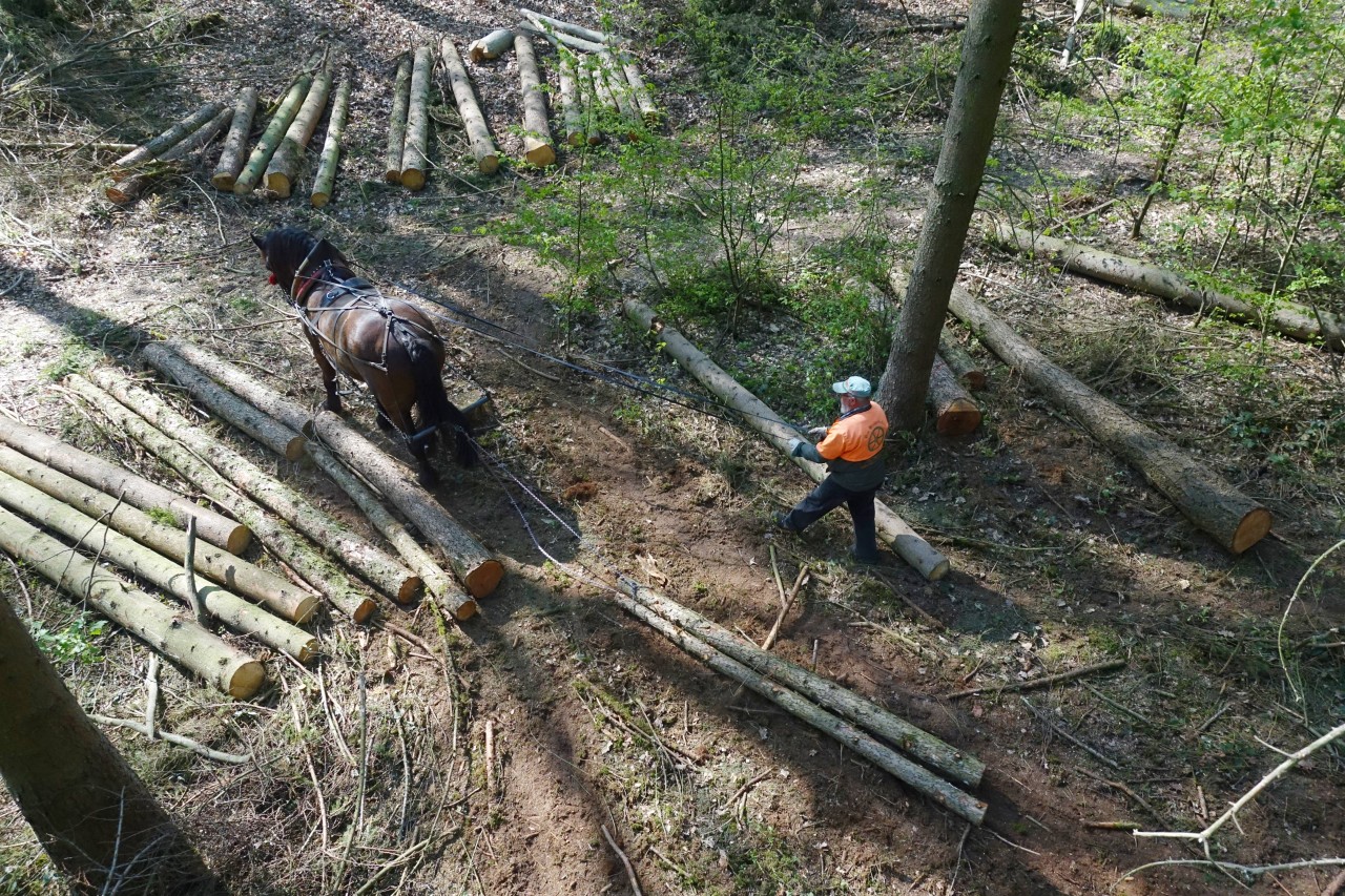 Arbeiter fanden in der Lüneburger Heide einen Schädel in einem Waldstück (Symbolbild).